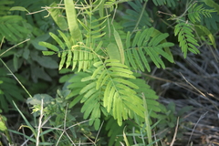 Senegalia bonariensis