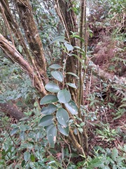 Ligustrum liukiuense