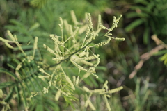 Senegalia bonariensis