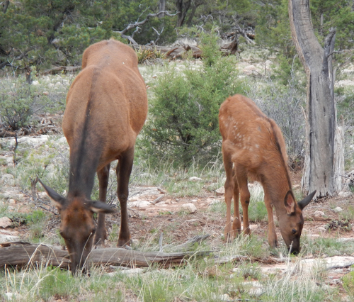 Elk photographed in Arizona