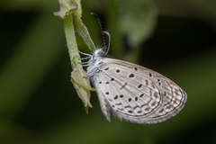 Zizula hylax pygmaea