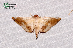 Calindoea atripunctalis