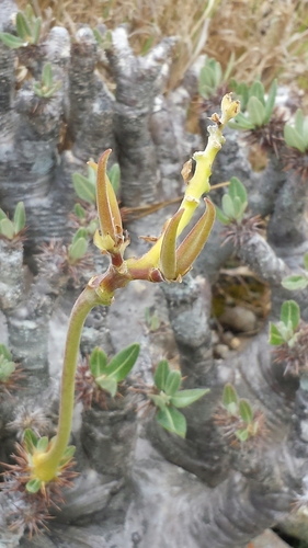Pachypodium densiflorum