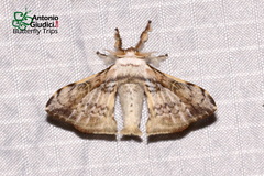 Ocinara albiceps