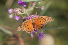 Dione vanillae maculosa