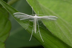 Pterophorus lacteipennis