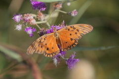 Dione vanillae maculosa