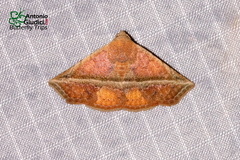 Eublemma crassiuscula