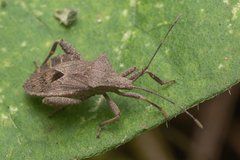 Acanthocoris