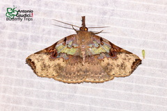 Lignicida grisechana