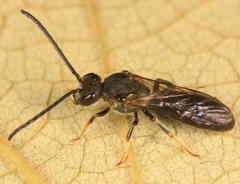 Lasioglossum truncatum