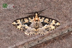 Prochasma dentilinea