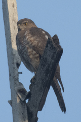 Accipiter badius