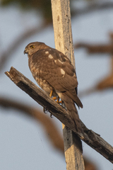 Accipiter badius