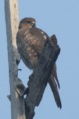 Accipiter badius
