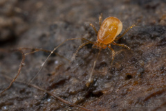 Podocinidae