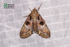 Lophoptera acuda