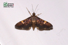 Piletocera flexiguttalis