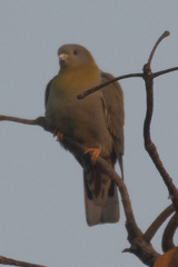 Treron phoenicopterus