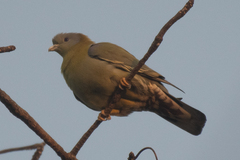 Treron phoenicopterus