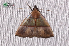 Hypena iconicalis