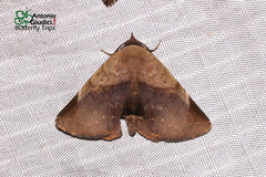 Psimada quadripennis