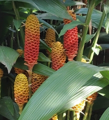 Zingiber spectabile
