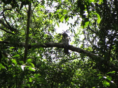 Nyctibius jamaicensis