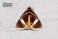 Fodina sumatrensis