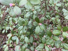 Rhododendron