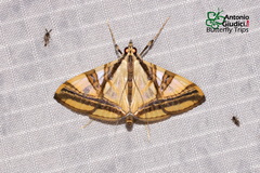Agrioglypta naralis