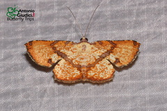 Corymica deducta