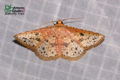Striglina duplicifimbria