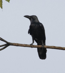 Corvus macrorhynchos culminatus