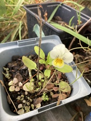 Viola arvensis