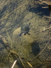 Kinosternon sonoriense