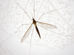 Leptotarsus albistigma