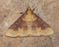 Polygrammodes ponderalis
