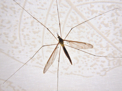 Leptotarsus albistigma