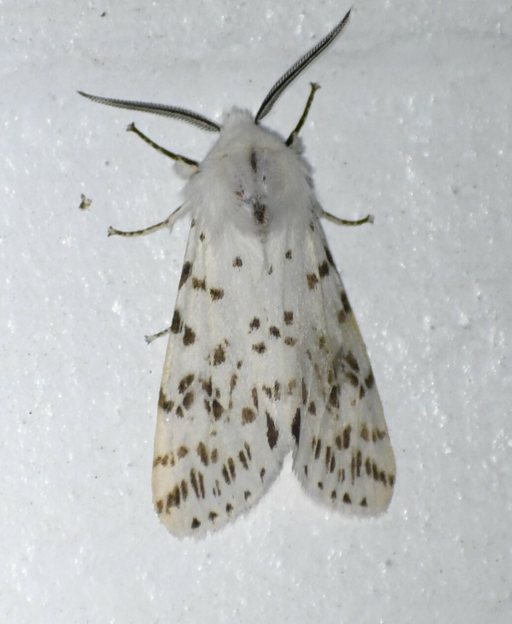 Hyphantria Cunea Drury 1773