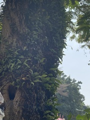 Pyrrosia