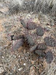 Opuntia macrocentra