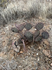 Opuntia macrocentra