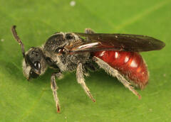 Sphecodes aroniae