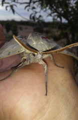 Pachysphinx occidentalis