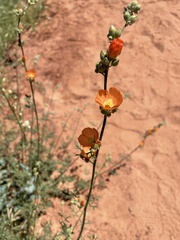 Sphaeralcea rusbyi