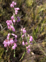 Erica palliiflora