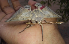 Pachysphinx occidentalis