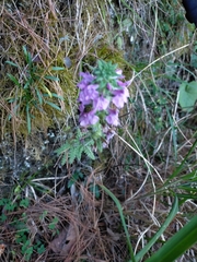 Pedicularis refracta