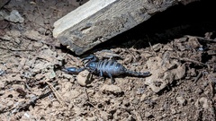 Heterometrus laoticus